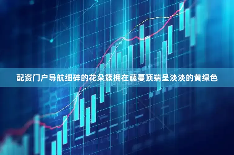 配资门户导航细碎的花朵簇拥在藤蔓顶端呈淡淡的黄绿色